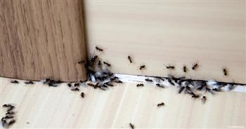 في فصل الصيف.. 10 نصائح لحماية بيتك من الحشرات