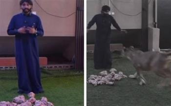 رد فعل صادم من أسدين تجاه مربيهما الذي تعمد تجويعهما لأكثر من 3 أيام (فيديو)