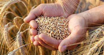 «السلع التموينية» تعلن عن ممارسة لاستيراد القمح