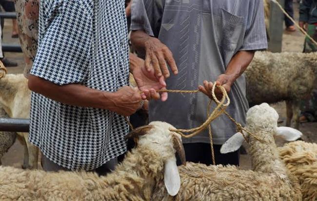 يبدأ من 6 آلاف جنيه.. تعرف على كيفية شراء صك أضحية من وزارة الأوقاف 