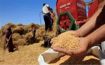 الشرقية: توريد أكثر من 605 آلاف طن من القمح للشون والصوامع ومراكز التجميع