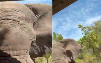  فيلة غاضبة تدهس سائحًا حتى الموت أمام خطيبته في رحلة سفاري (فيديو)