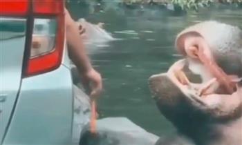 زائر برحلة سفاري يلقي كيسًا بلاستيكيًا في فم فرس النهر ويشعل الغضب (فيديو)