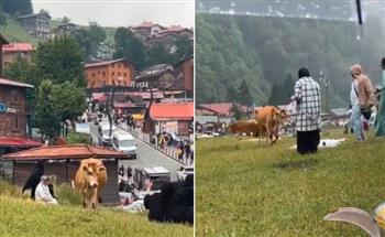 أبقار تهاجم مجموعة من السياح أثناء نزهة في حديقة عامّة (فيديو)