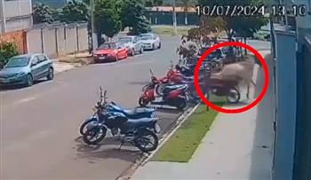 أغرب حرامي!.. حصان يسرق دراجة نارية بشكل غير متوقع (فيديو)