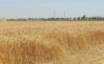 الريف المصري: زراعة 65 ألف فدان قمح حتى الآن