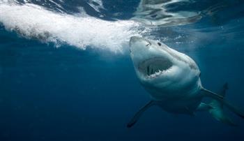 لن تصدّق.. أسماك القرش في البرازيل تتعاطى الكوكايين
