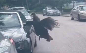 فيديو.. ديك رومي يهاجم أمريكية ويدمر سيارتها المكشوفة الفاخرة