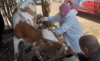 تحصين 104 آلاف رأس ماشية بالمنيا ضمن حملة «الحمى القلاعية والوادي المتصدع»   
