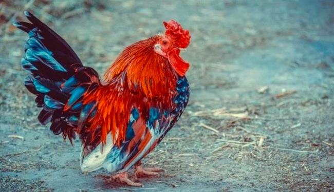 ديك يدخل موسوعة جينيس بقدرته على تحديد الألوان والأرقام والحروف