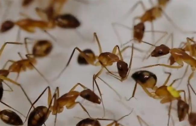 فيديو لا يُصدق.. نملة تجري عملية جراحية لبتر ساق أخرى