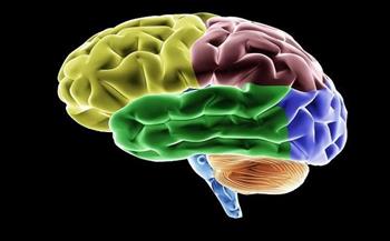 عكس ما تم تعلمه في الكتب المدرسية.. ما الذي يحتوي عليه مليميتر من نسيج الدماغ؟