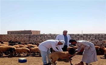 محافظ مطروح: تحصين أكثر من 59 ألف رأس من الماشية ضد الحمى القلاعية والوادي المتصدع