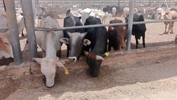 وصول أول شحنة ماشية قادمة من الصومال ضمن برنامج تحقيق الأمن الغذائي المصري