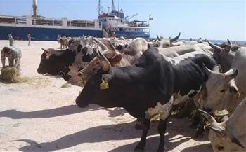وصول 3350 رأس عجول حية لميناء سفاجا البحري قادمة من جيبوتي
