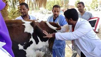 مسح وتلقيح أكثر من 5 آلاف رأس ماشية بالشرقية للتحسين الوراثي للسلالات المصرية