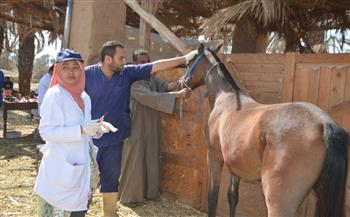 الاثنين المُقبل.. إطلاق قافلة بيطرية لعلاج الخيول بالمجان بقرية غيط النصارى بدمياط