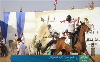 تفاصيل استضافة الشرقية لمهرجان الخيول العربية بمشاركة عدة دول عربية| فيديو   