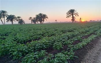 صحراء المنيا تحولت إلى جنة باستصلاح 420 ألف فدان في عهد الجمهورية الجديدة