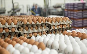 الغرامة تصل لـ 500 مليون جنيه.. تفاصيل إحالة 21 من كبار منتجي بيض المائدة للنيابة