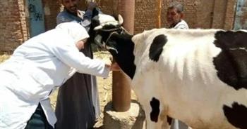 بيطري قنا: مناظر 4385 رأس ماشية خلال 9 قوافل