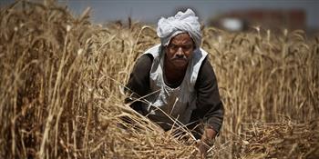 وكيل زراعة الغربية: مصر بقيادة الرئيس السيسي تولي اهتمامًا خاصًا بدعم الفلاحين