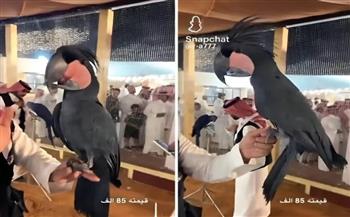 قليل الكلام.. عرض ببغاء نادر في السعودية بـ85 ألف ريال (فيديو)