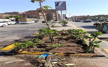محافظة الجيزة: زراعة الأشجار والنخيل وحملات نظافة بشوارع البحر الأعظم وخاتم المرسلين