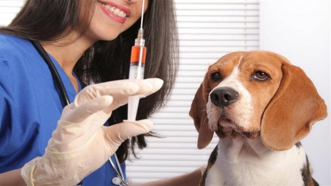 حقائق عن السعار .. تعرف عليها