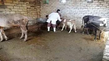 انطلاق الحملة الثالثة لتحصين الماشية ضد الحمى القلاعية والوادي المتصدع بالسويس