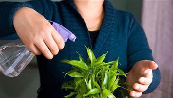 لتزدهر نباتاتك المنزلية في الشتاء.. اتبعي تلك النصائح 