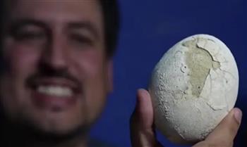 عمرها 70 مليون عام.. العثور على بيضة ديناصور محفوظة بالكامل