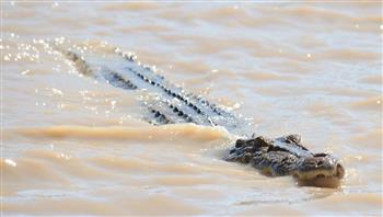 طفل يتعرض لهجوم مروع من تمساح في أستراليا