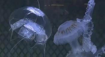  "روبوت قنديل البحر" لتنفيذ المهام السرية تحت سطح المياه