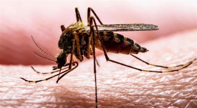 مفاجأة عمرها 8 عقود.. بعوضة مترو لندن أصولها مصرية