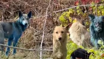 كلاب زرقاء في تشيرنوبيل تثير الخوف.. هل نتجت عن الكارثة النووية؟ (فيديو)