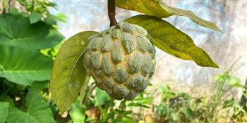 فاكهة القشطة ...لضبط مستويات السكر في الدم