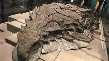 عمرها 110 ملايين عام.. مومياء ديناصور محتفظة بالجلد والأنسجة