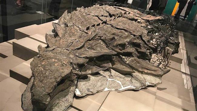 عمرها 110 ملايين عام.. مومياء ديناصور محتفظة بالجلد والأنسجة