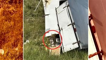 مريضة وعدوانية.. قرود تهرب من شاحنة في مسيسيبي بشكل غريب (فيديو)