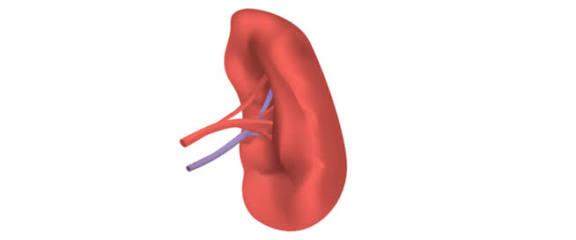 تعرف على أهم أسباب تضخم الطحال