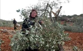 الاحتلال الإسرائيلي يعتقل يهوديتين أمريكيتين لمساعدتهما المزراعين الفلسطينيين في حصاد الزيتون