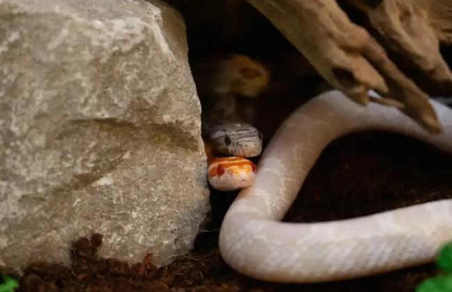 دراسة صادمة: الأفاعي تكوّن "صداقات" وتهتم بالصغار