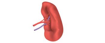 تعرف على أهم أسباب تضخم الطحال