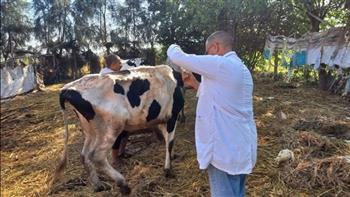 «الزراعة»: تحصين أكثر من 700 ألف رأس ماشية ضد الحمى القلاعية والوادي المتصدع حتى الآن