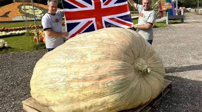 بعد نصف قرن من العمل.. بريطانيان يدخلان «جينيس» بأثقل يقطينة