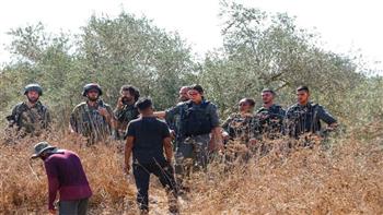 200 اعتداء على الفلسطينيين منذ بدء موسم قطف الزيتون