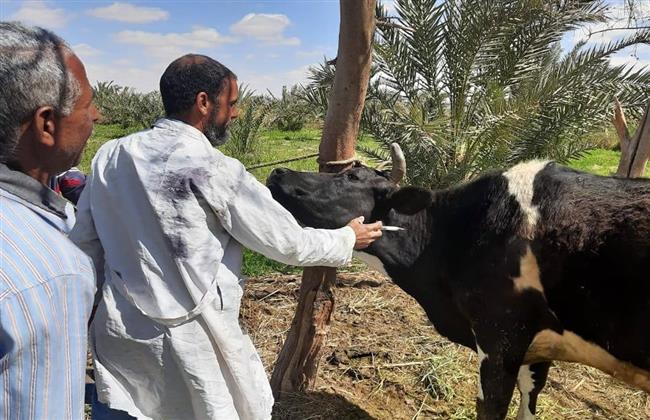 محافظة الجيزة تضبط 42 طنًّا من اللحوم والدواجن الفاسدة خلال 3 أسابيع  