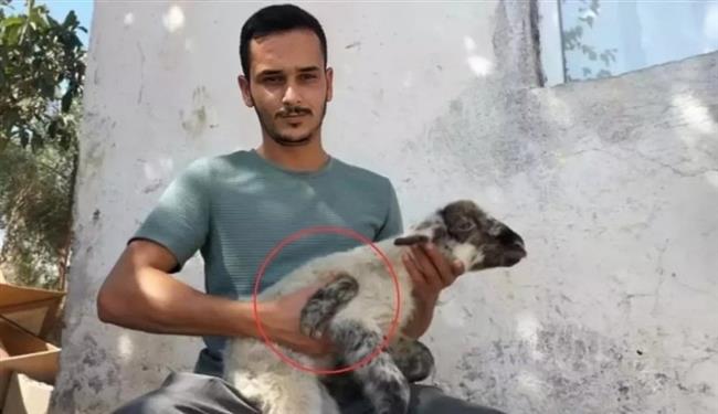 نعجة تنجب حملًا بـ5 أرجل.. حركته محدودة وصحته سليمة (فيديو)
