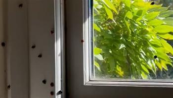 بريطانيا.. غزو الخنافس يرعب السكان مع تحذيرات بعدم قتلها
